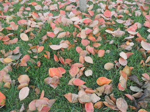 万类霜天竞自由!作文