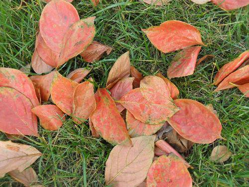 万类霜天竞自由!作文