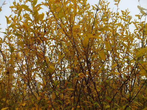 万类霜天竞自由!作文