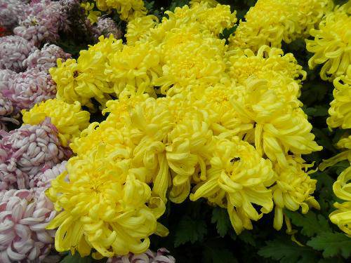 万类霜天竞自由!作文