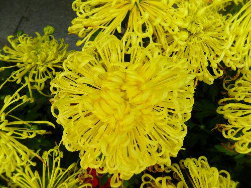 万类霜天竞自由!作文