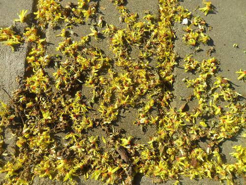 万类霜天竞自由!作文