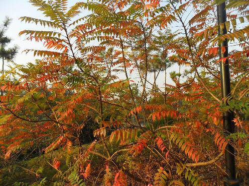 万类霜天竞自由!作文