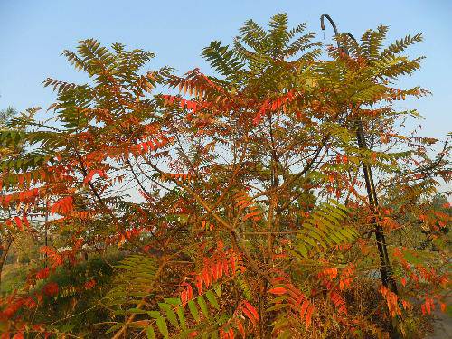 万类霜天竞自由!作文