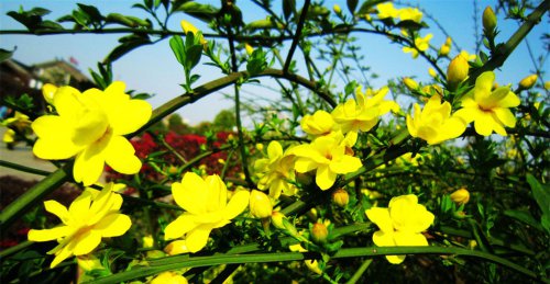 【博谈客论】周六去哪儿之洹园春游作文