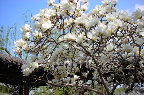 【博谈客论】周六去哪儿之洹园春游作文