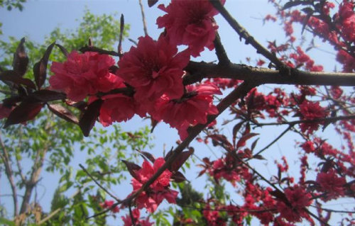 【博谈客论】周六去哪儿之洹园春游作文