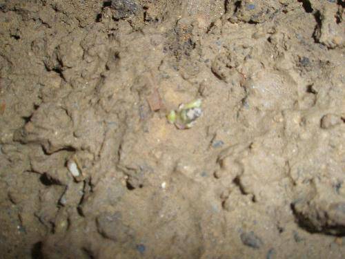 可爱的芽宝宝——观察日记之种土豆(一)作文