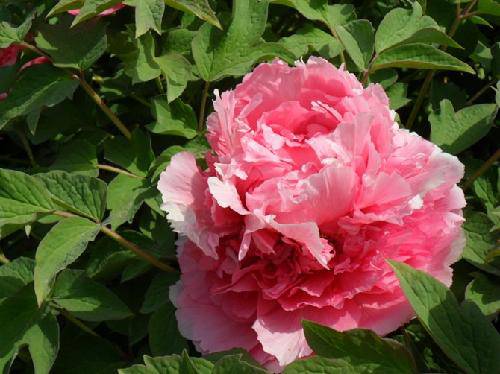 今年花胜去年红作文