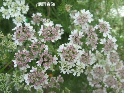 行走乡野 野趣盎然作文