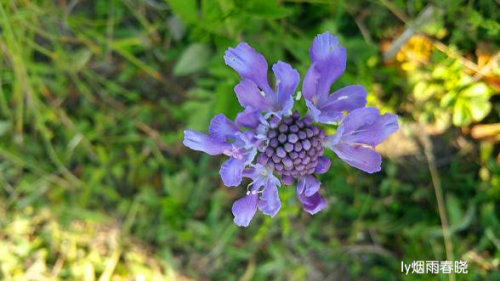 迷人的高山草甸——山西晋城行(五)(陌上花开)作文