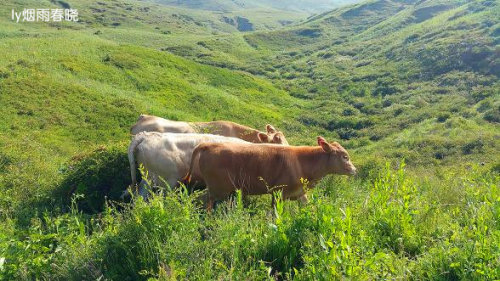 迷人的高山草甸——山西晋城行(五)(陌上花开)作文