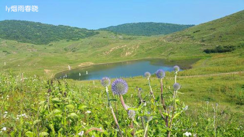迷人的高山草甸——山西晋城行(五)(陌上花开)作文