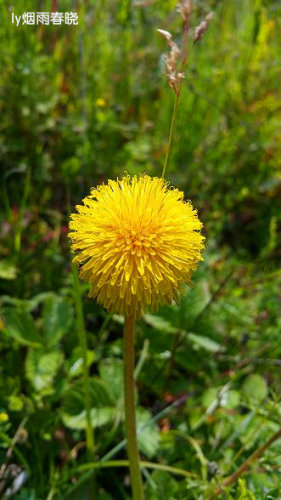 迷人的高山草甸——山西晋城行(五)(陌上花开)作文