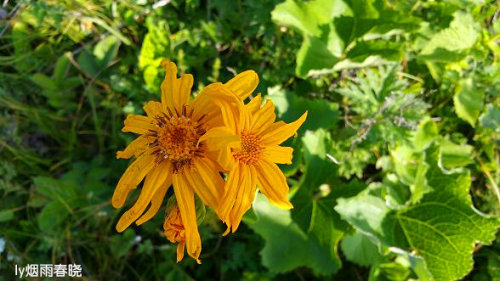 迷人的高山草甸——山西晋城行(五)(陌上花开)作文