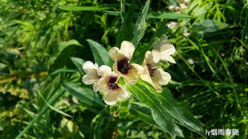 迷人的高山草甸——山西晋城行(五)(陌上花开)作文