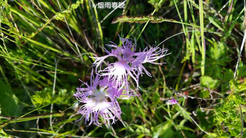 迷人的高山草甸——山西晋城行(五)(陌上花开)作文