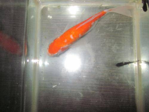 我的小金鱼(书写篇)作文