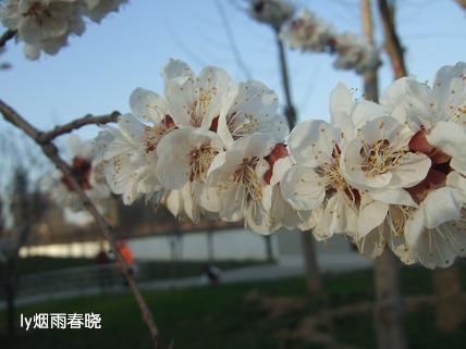 莫负这春光——杏花盛开俏争春作文