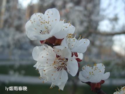 莫负这春光——杏花盛开俏争春作文