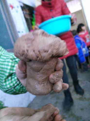 我做的小蘑菇作文