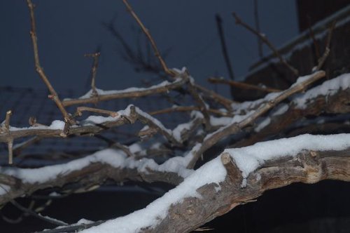 教育与雪飘作文