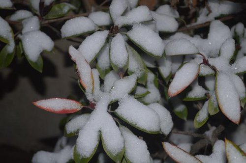 教育与雪飘作文