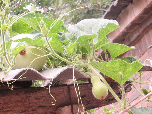 家有花果园作文