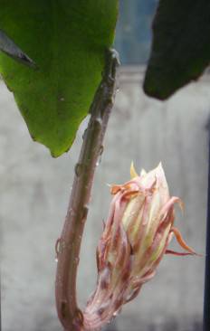 点击查看上一张 难得一见,昙花一现作文