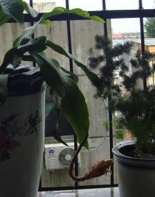 点击查看上一张 难得一见,昙花一现作文