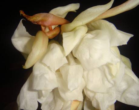 点击查看上一张 难得一见,昙花一现作文