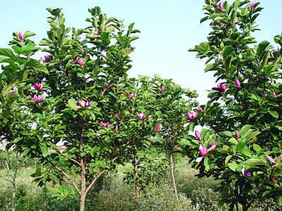 清明节踏青作文