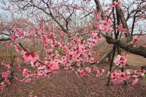 清明节踏青作文