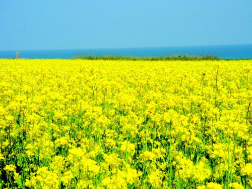 清明节踏青作文