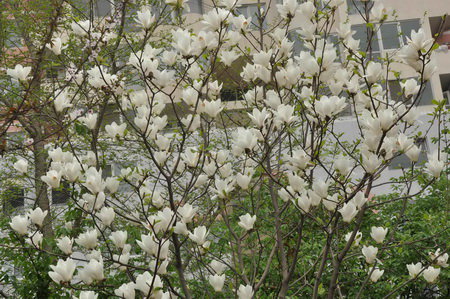 清明节踏青作文