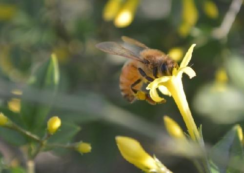 留存在春的记忆作文