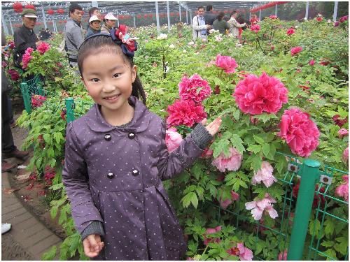 雨后游览牡丹园(图片多多)作文