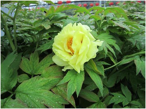 雨后游览牡丹园(图片多多)作文