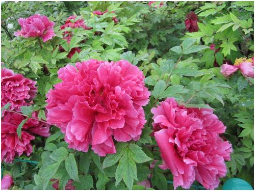 雨后游览牡丹园(图片多多)作文