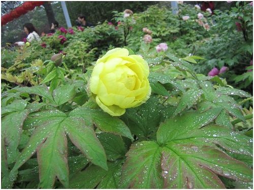 雨后游览牡丹园(图片多多)作文