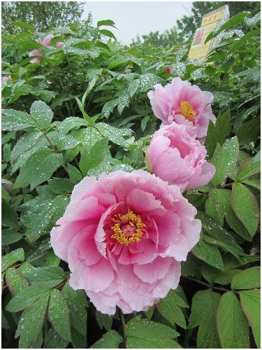 雨后游览牡丹园(图片多多)作文