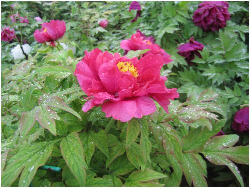 雨后游览牡丹园(图片多多)作文