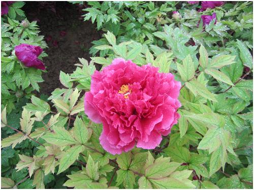 雨后游览牡丹园(图片多多)作文