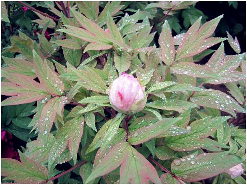 雨后游览牡丹园(图片多多)作文