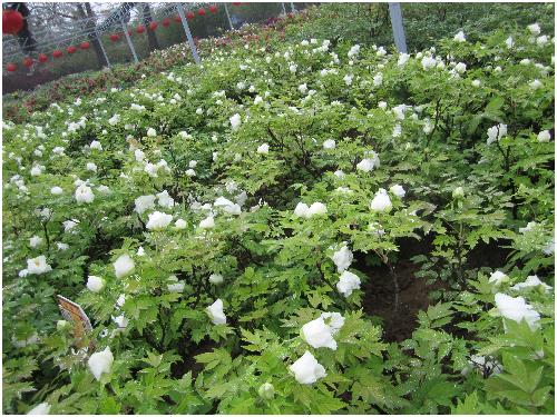 雨后游览牡丹园(图片多多)作文