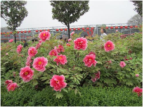 雨后游览牡丹园(图片多多)作文