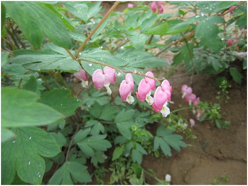 雨后游览牡丹园(图片多多)作文