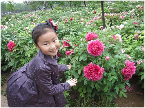 雨后游览牡丹园(图片多多)作文