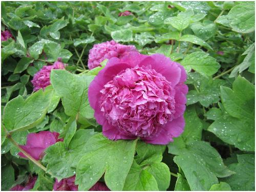 雨后游览牡丹园(图片多多)作文