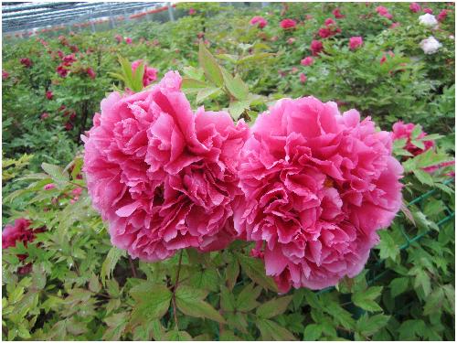 雨后游览牡丹园(图片多多)作文